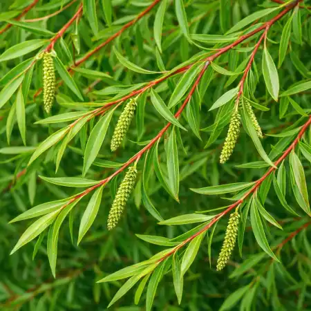 Ива пурпурная Нана фото 2