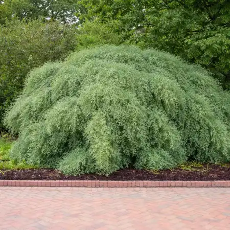 Ива пурпурная Нана фото 3