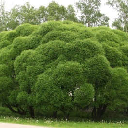 Ива ломкая Булата