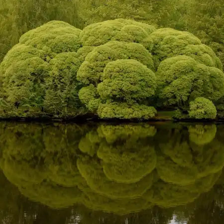 Ива ломкая Булата фото 2