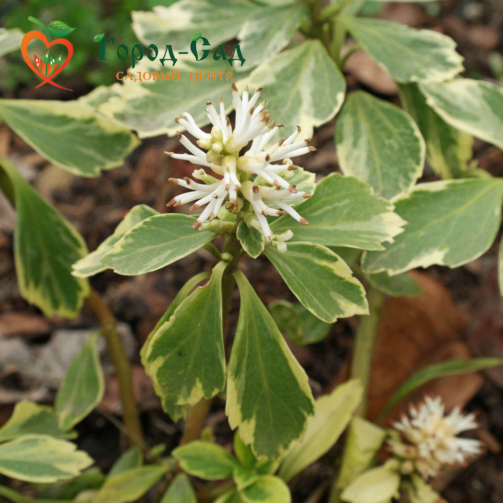 Пахизандра верхушечная Variegata