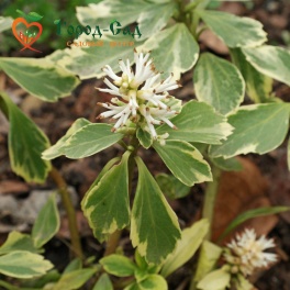 Пахизандра верхушечная Variegata