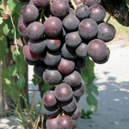 Виноград Кардинал