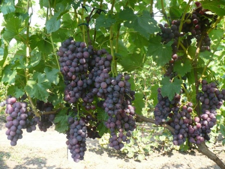Виноград Кардинал фото 2