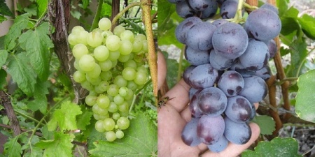 Виноград Кардинал фото 3