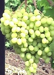 Виноград Алешенькин 