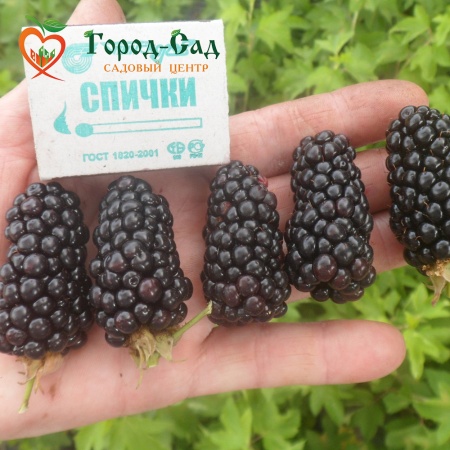 Ежевика Трипл Краун фото 3