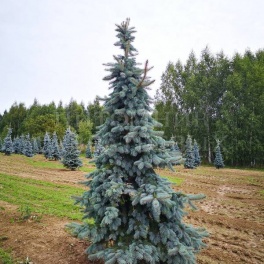 Ель колючая Шовенхорст
