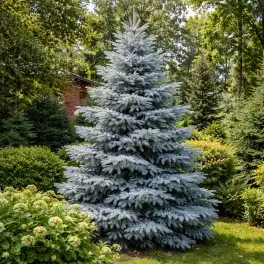 Ель колючая Хупси