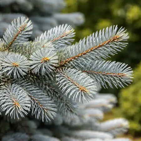 Ель колючая Хупси фото 2