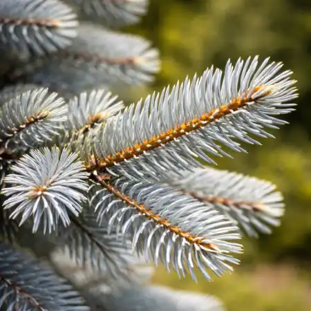 Ель колючая Хупси фото 6