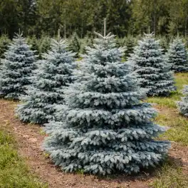 Ель колючая Супер Блю Сидлинг