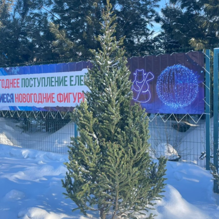 Живая новогодняя ель (пихта элитная, 2-2,5м) фото 6