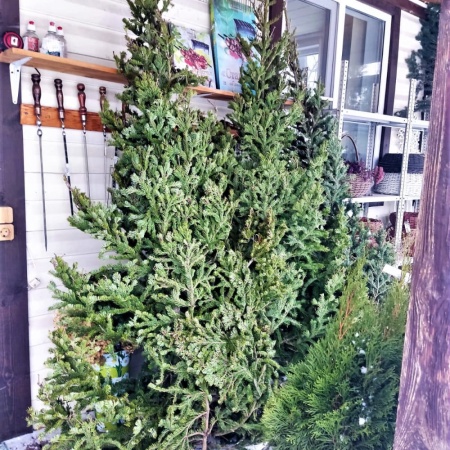 Живая новогодняя ель (пихта элитная, 2-2,5м) фото 3