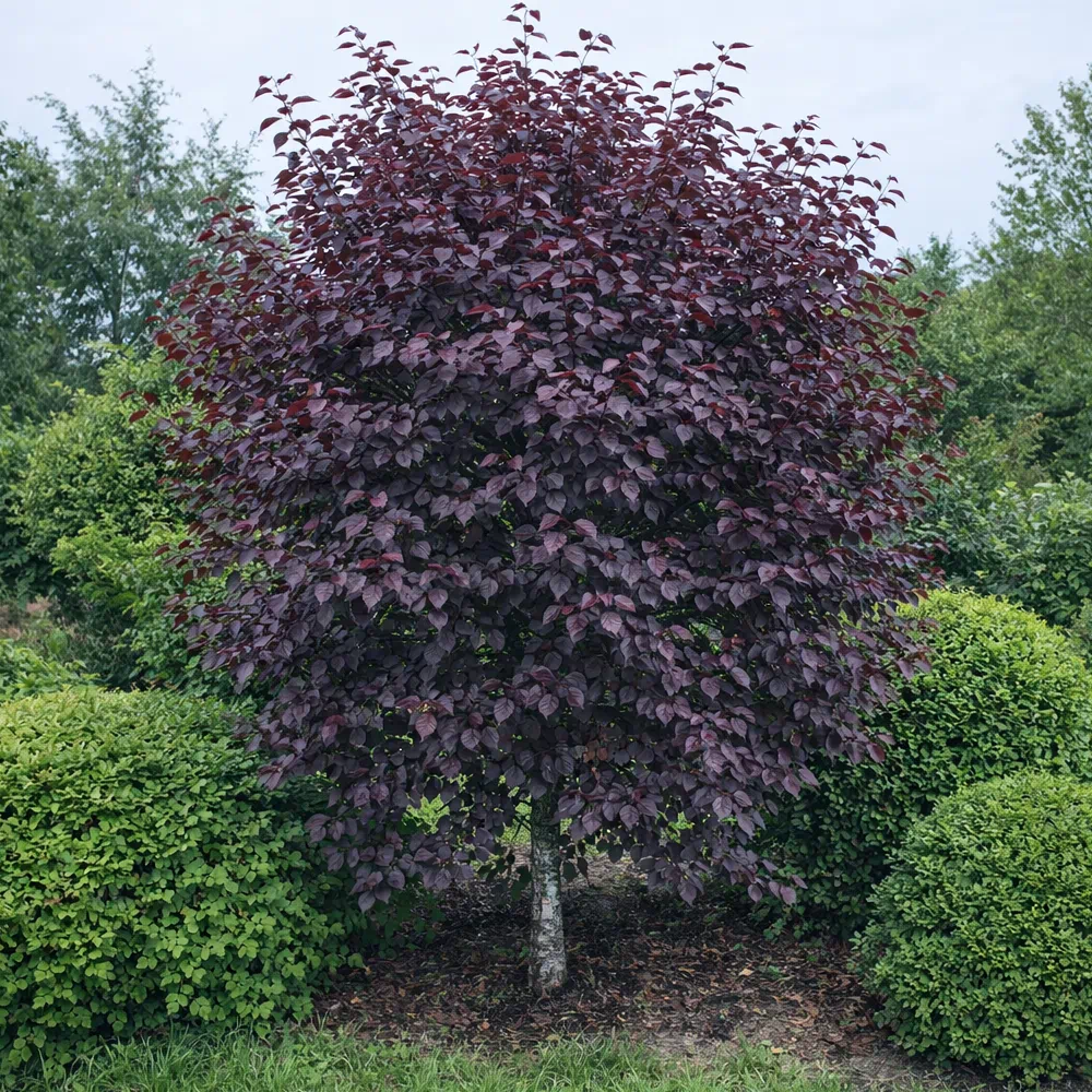 Черемуха краснолистая "Сибирская красавица" 