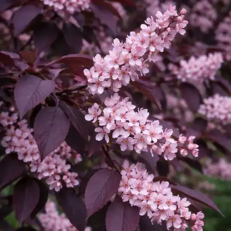 Черемуха краснолистая "Сибирская красавица"  фото 2