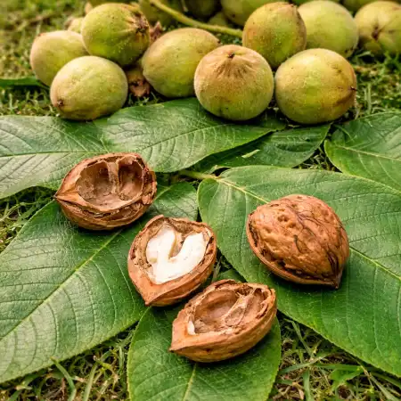 Орех маньчжурский фото 2