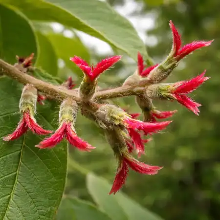 Орех маньчжурский фото 3