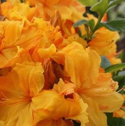Азалия  Голдстик (рододендрон листопадный)