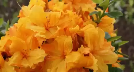 Азалия  Голдстик (рододендрон листопадный) фото 2