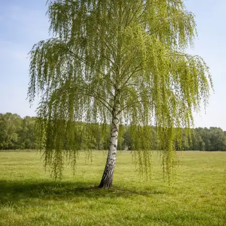 Береза повислая Далекарика фото 2