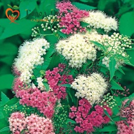 Спирея японская Широбана (Дженпей)