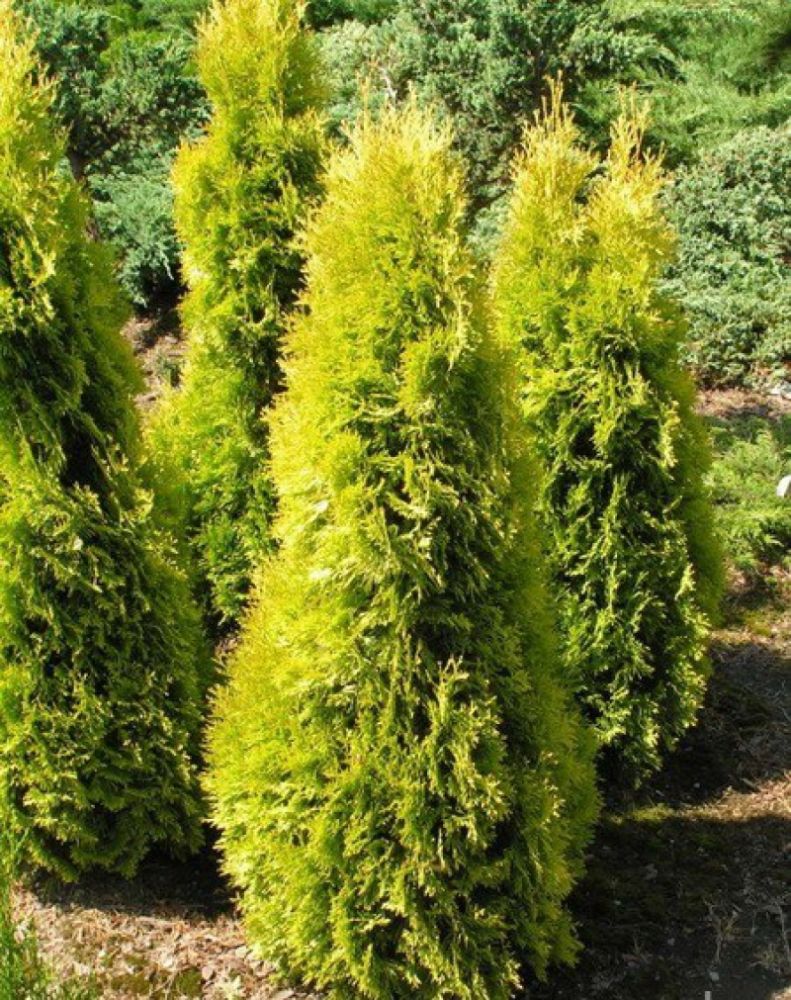 Туя западная Мария 