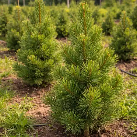 Кедр Сибирский фото 2