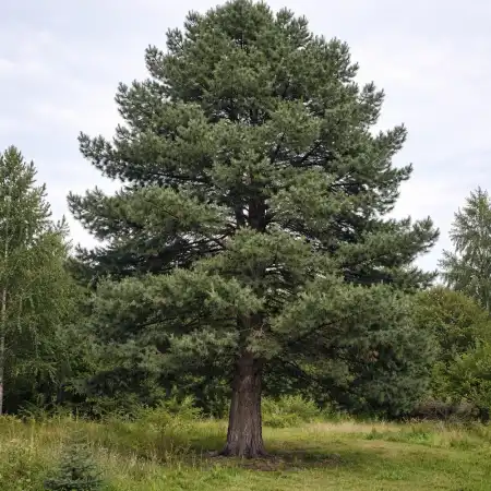 Кедр Сибирский фото 3