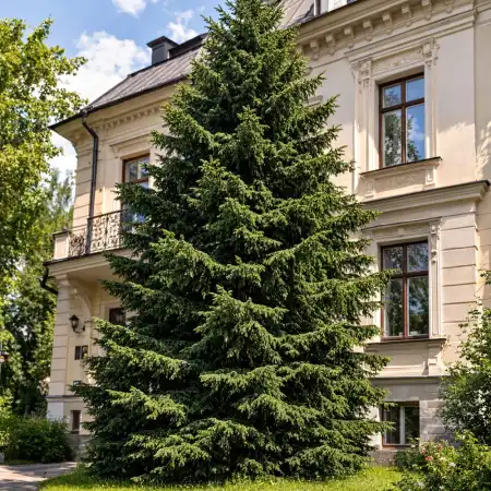 Ель Сибирская фото 3