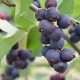 Ирга ольхолистная Ханевуд