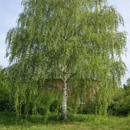 Берёза обыкновенная, повислая (бородавчатая) фото 2