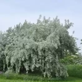 Лох серебристый