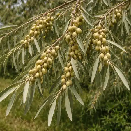 Лох серебристый фото 2