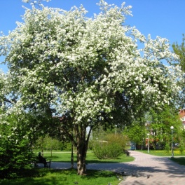 Яблоня ягодная, сибирская 
