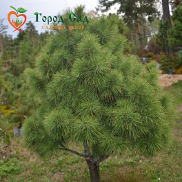 Кедр Сибирский, 5 м