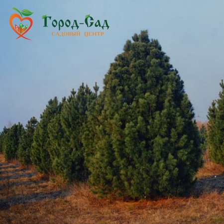 Кедр тестовый для оплаты фото 2