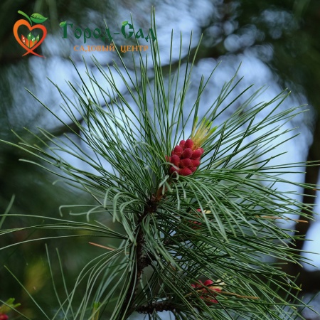 Кедр тестовый для оплаты фото 3