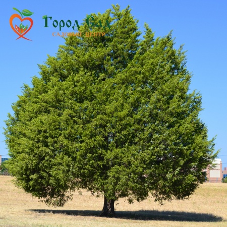 Кедр тестовый для оплаты фото 4