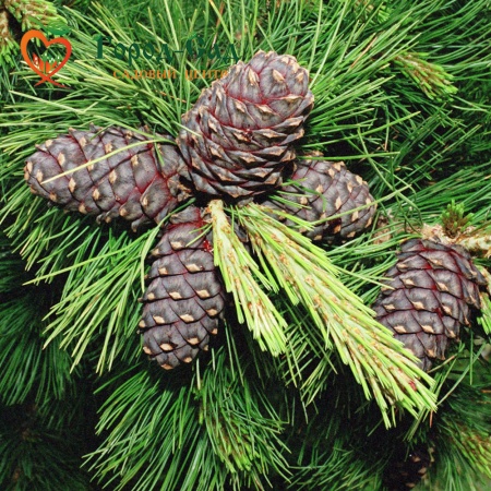 Кедр тестовый для оплаты фото 5