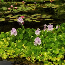 Водные растения