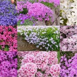 Флокс