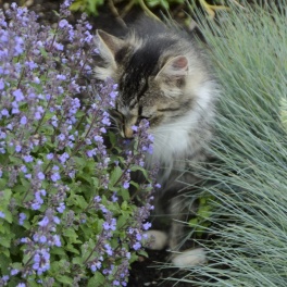 Котовник